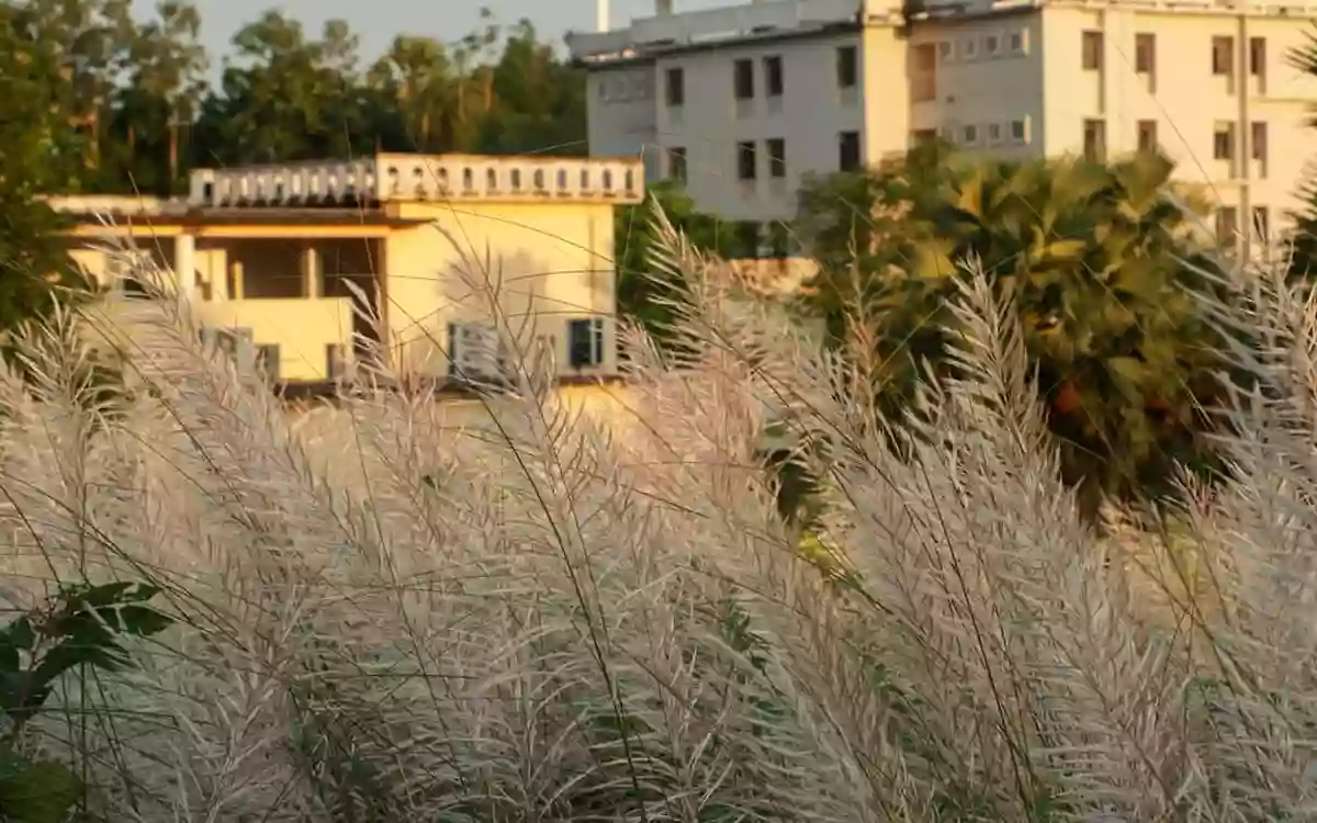 Rising Cumilla.Com - Happy autumn