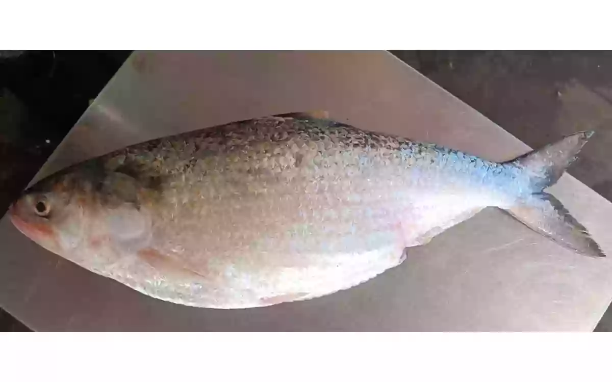 RisingCumilla.Com - ilish