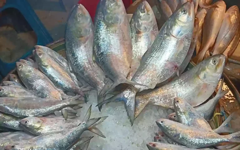 RisingCumilla.Com - ilish