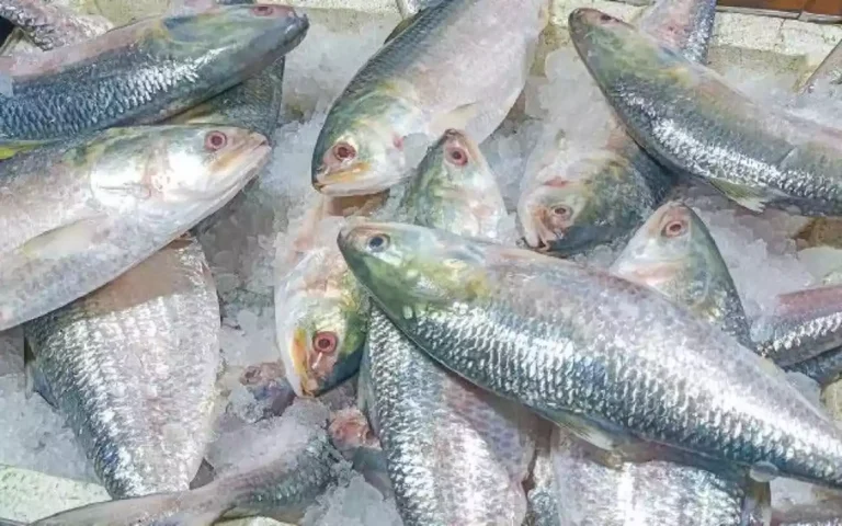 RisingCumilla.Com - ilish Fish.webp