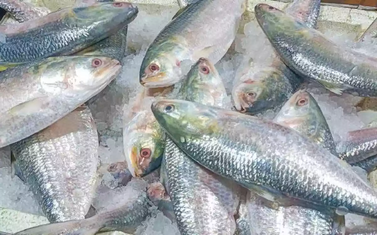 RisingCumilla.Com - ilish Fish.webp