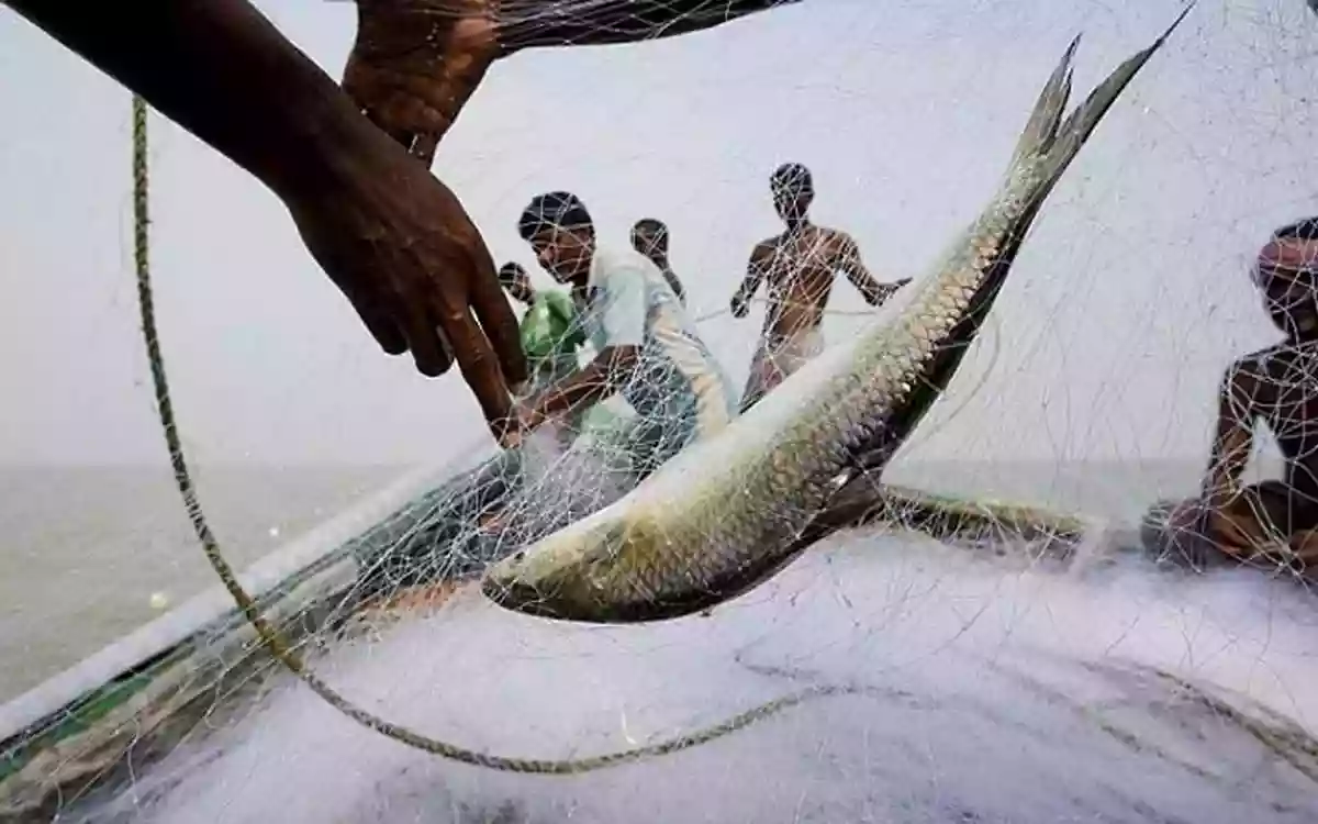 Rising Cumilla - Catching Fish