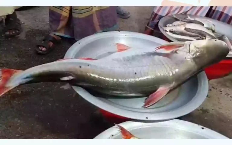 Rising Cumilla - Fifty of 14 kg were caught in the river, sold for about 10 thousand taka