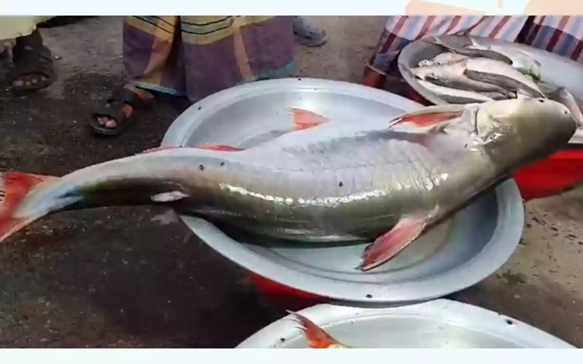 Rising Cumilla - Fifty of 14 kg were caught in the river, sold for about 10 thousand taka