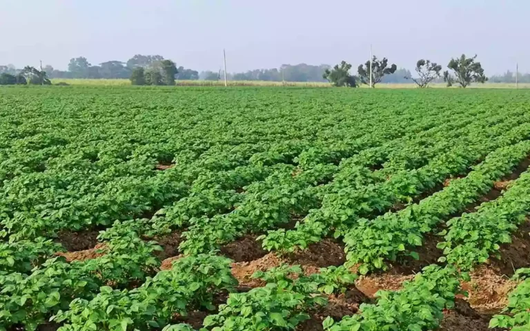 Rising Cumilla - Potato cultivation