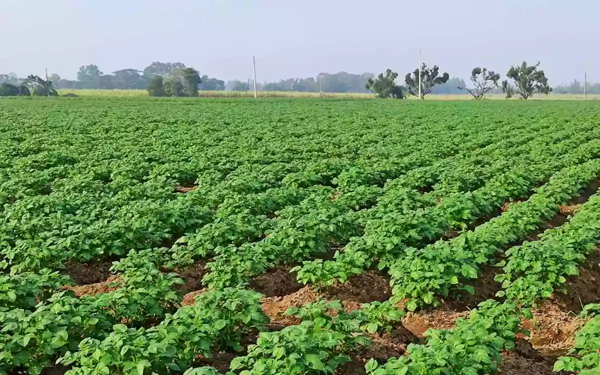 Rising Cumilla - Potato cultivation