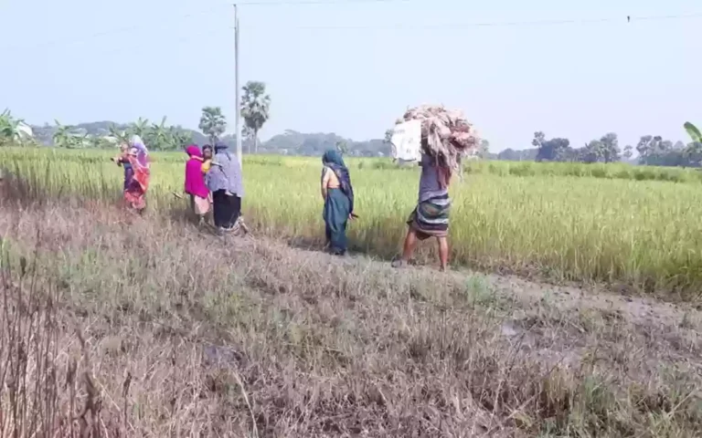 Rising Cumilla - The village boys and girls are not getting married because of the road, 50 families are in trouble