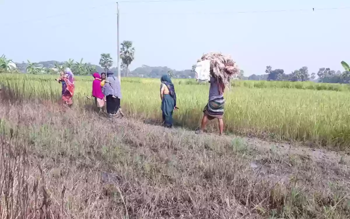 Rising Cumilla - The village boys and girls are not getting married because of the road, 50 families are in trouble
