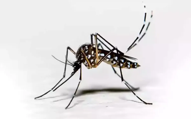 Rising Cumilla - dengue - aedes mosquito