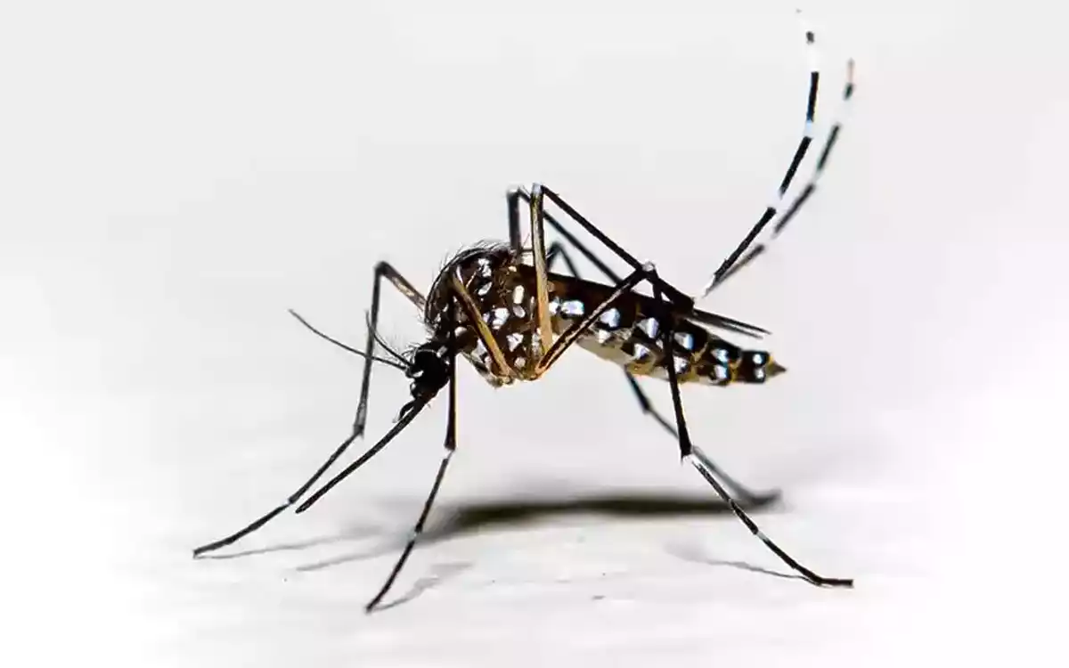 Rising Cumilla - dengue - aedes mosquito