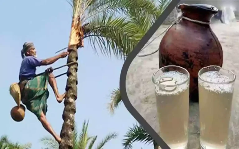 Rising Cumilla - palm juice