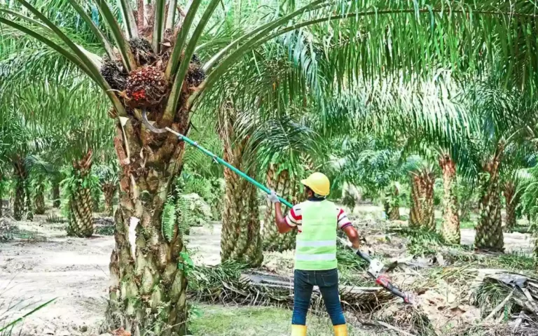RisingCumilla.Com - Jobs in Plantation Sector in Malaysia