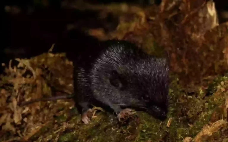 Rising Cumilla - 28 new animals discovered in the Amazon, including amphibious rodents
