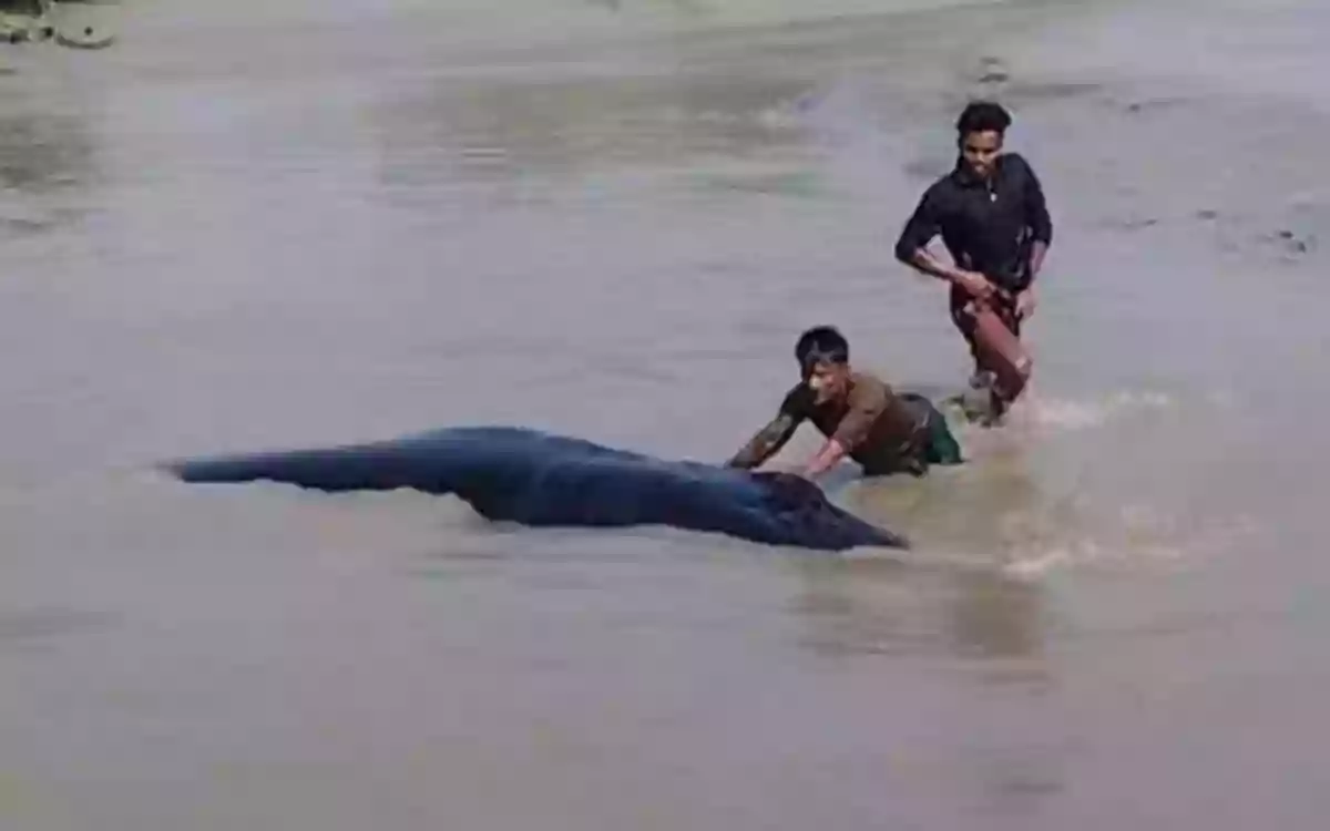 Rising Cumilla - A huge whale floated in the tidal water of Meghna