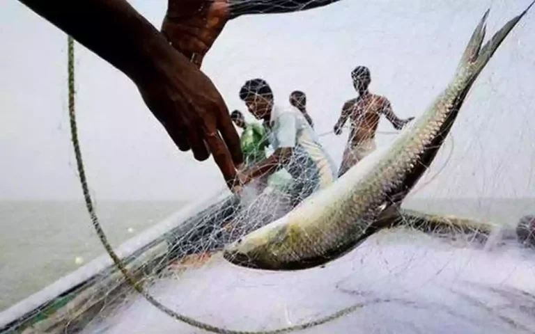 Rising Cumilla - Catching Fish