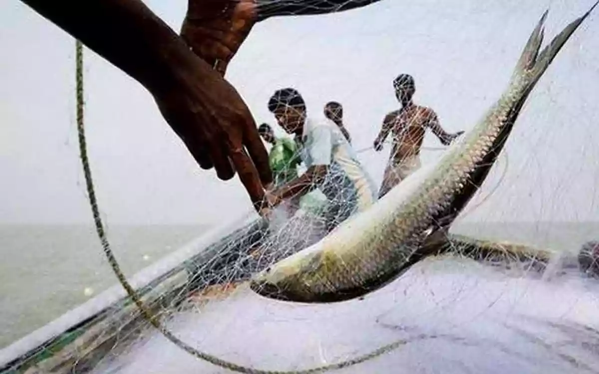 Rising Cumilla - Catching Fish