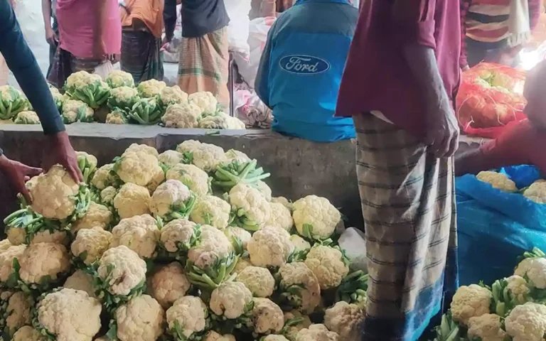 Rising Cumilla - Cauliflower