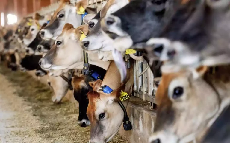 Rising Cumilla - Cow