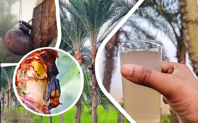 Rising Cumilla - Nipah virus infection