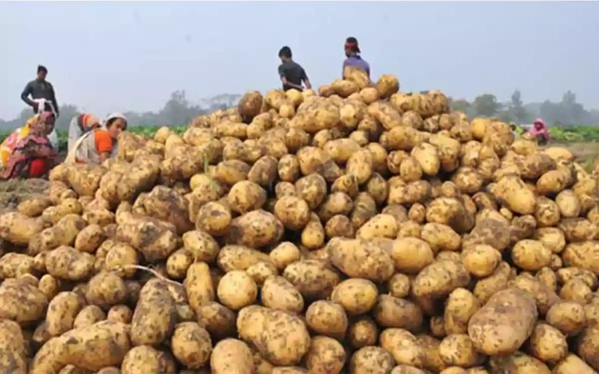 Rising Cumilla - new potatoes