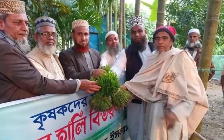 কুমিল্লার ব্রাহ্মণপাড়ায় জামায়াতে ইসলামীর উদ্যোগে কৃষকদের মাঝে ধানের চারা বিতরণ