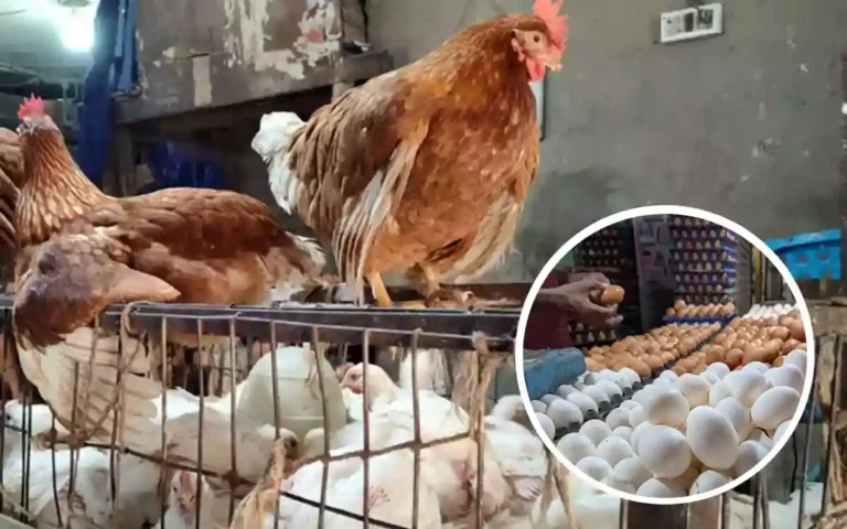 Rising Cumilla - Chicken-Egg