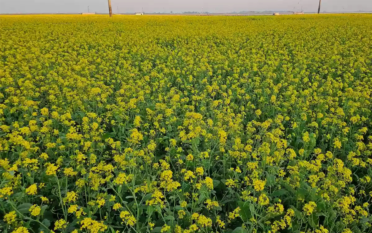 Flowers in mustard field