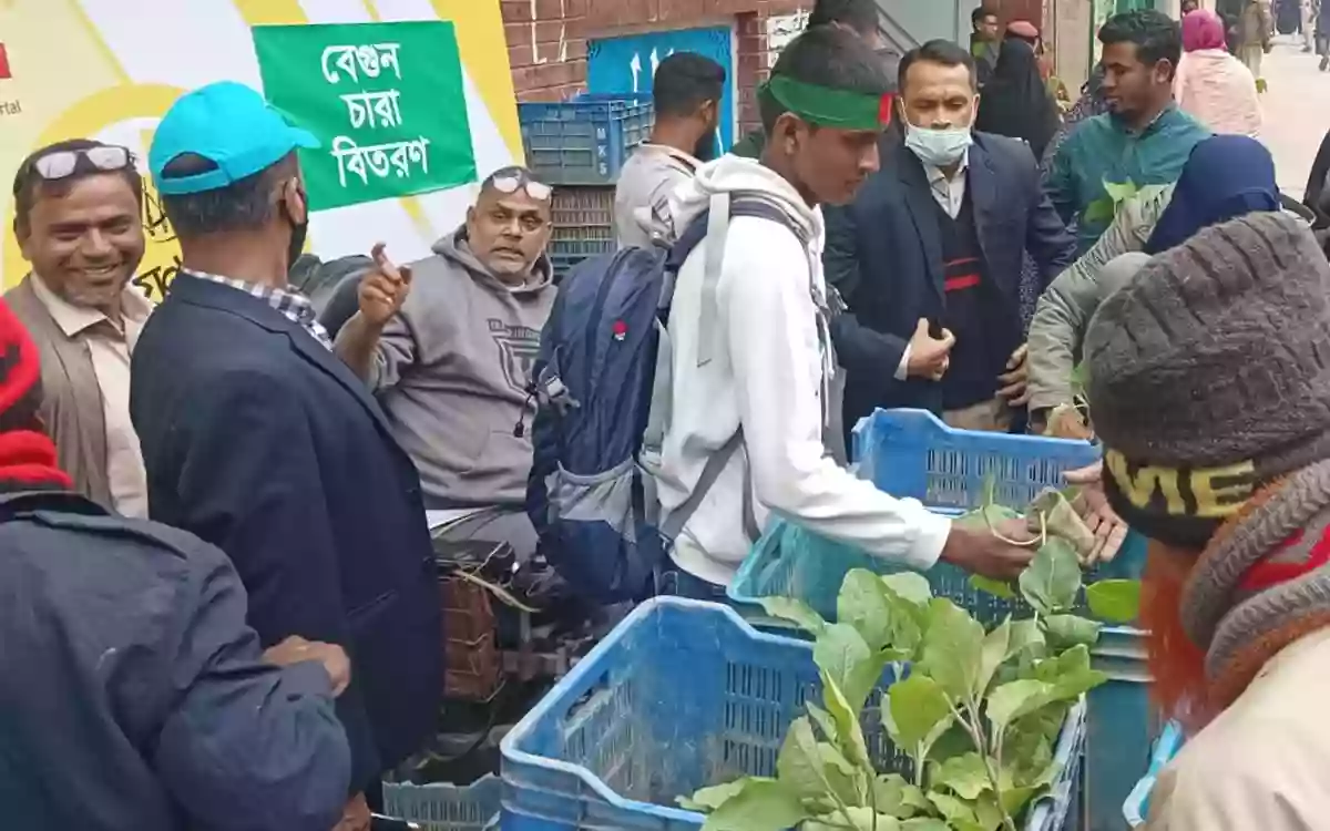 Free distribution of brinjal and chilli seedlings in Comilla City