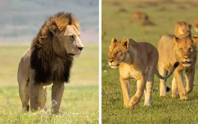 Rising Cumilla - LION vs TIGER