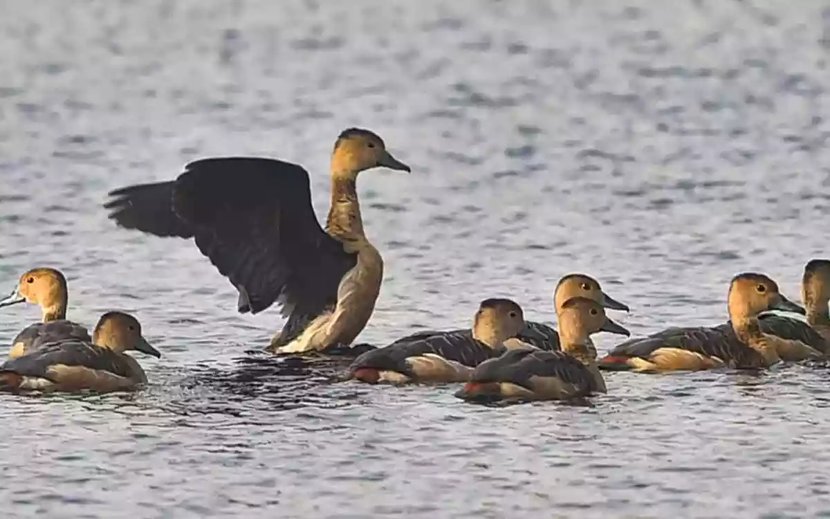 Rising Cumilla - Lesser whistling duck