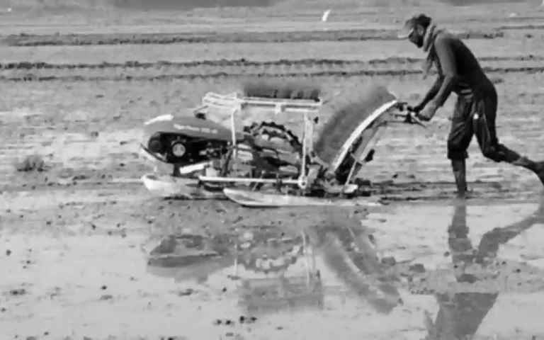 Metal rice transplant