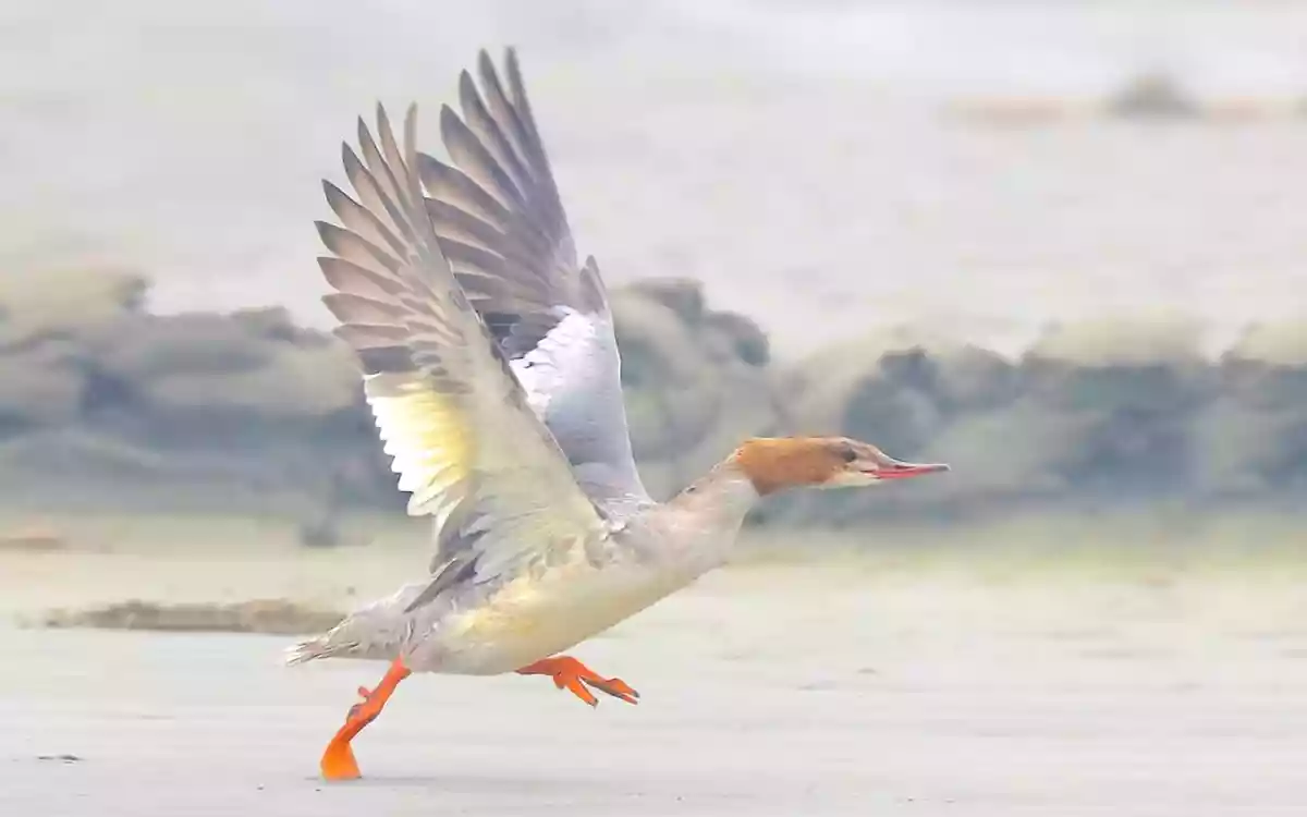 Rising Cumilla - Pati Margenger