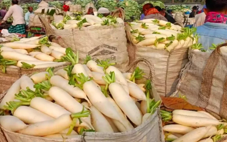 Rising Cumilla - Radish farmer
