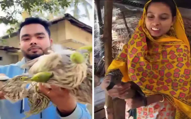 The forest department is looking for two vloggers