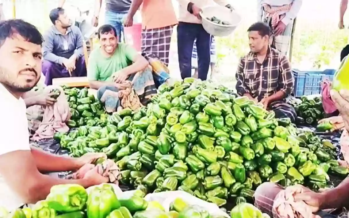 30 farmers succeed in cultivating 'capsicum'