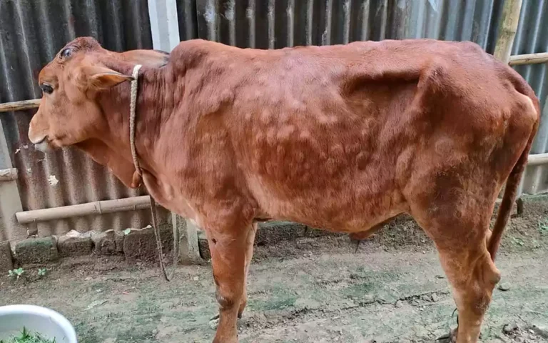 Rising Cumilla - Lumpy skin disease