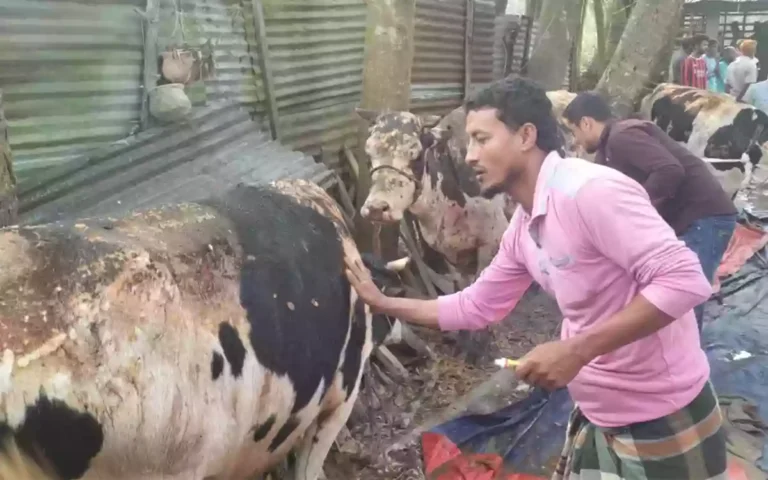 Miscreants set fire to cowshed after trapping farmer, 8 cows burnt