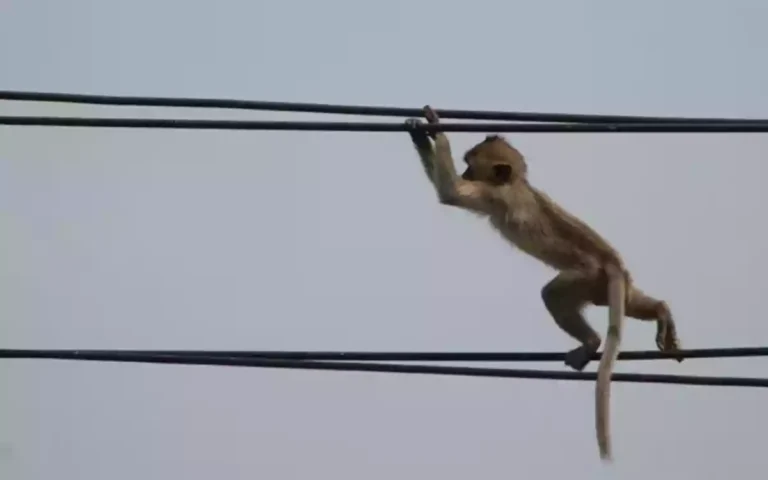 Rising Cumilla - Monkey