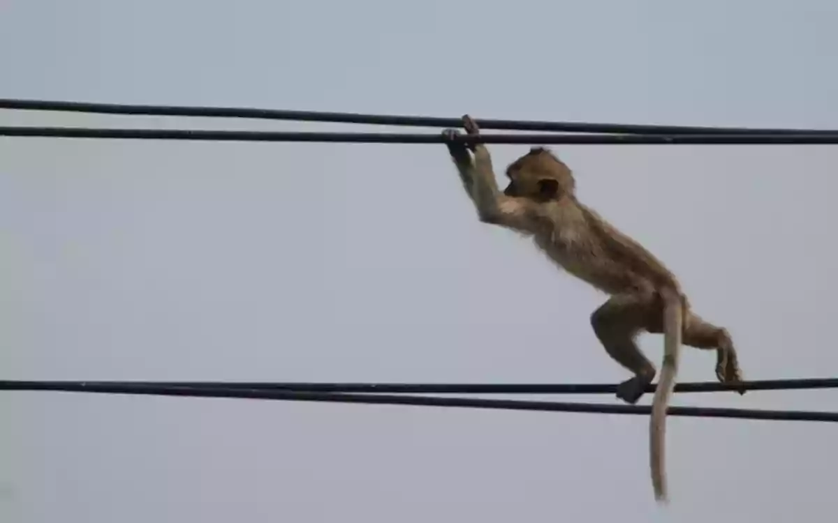 Rising Cumilla - Monkey