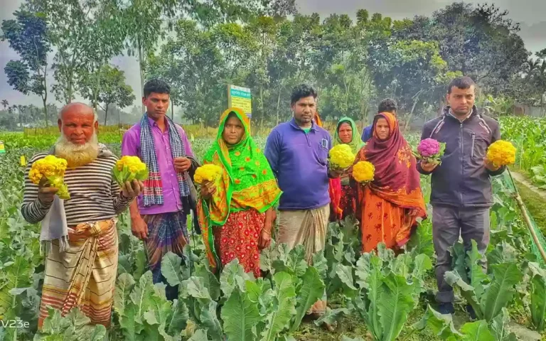 Surprise of colorful cauliflower at Lalmonirhat, smile on farmer's face