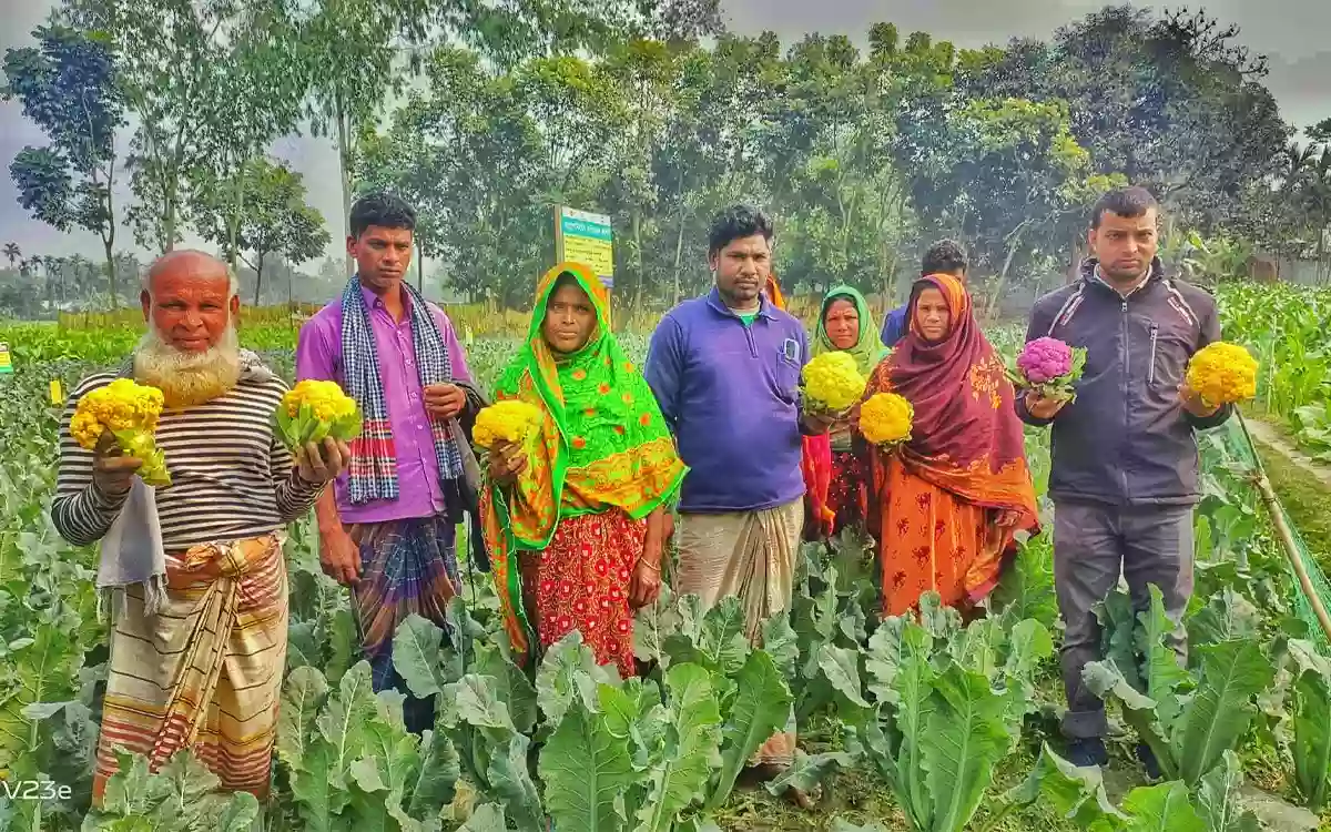 Surprise of colorful cauliflower at Lalmonirhat, smile on farmer's face