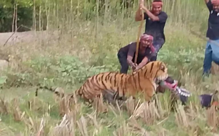 The tiger bit the forest worker's head! Then...