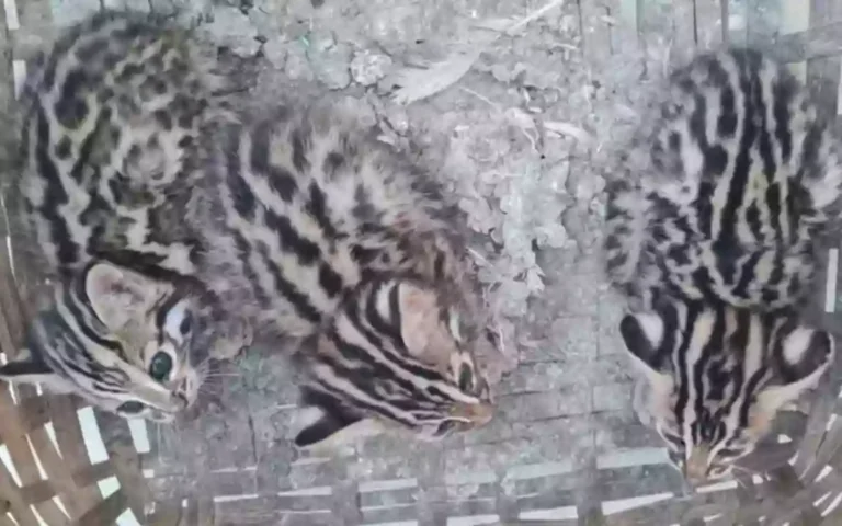 A tiger cub in a backyard in Comilla!