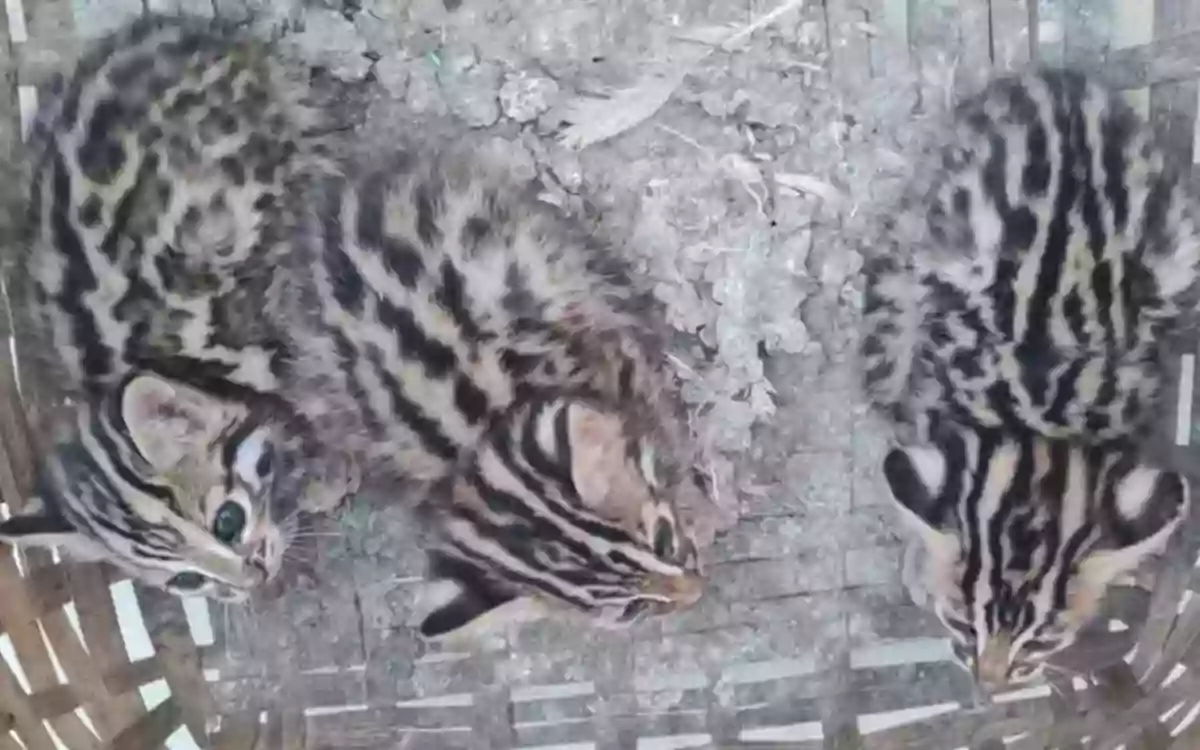 A tiger cub in a backyard in Comilla!