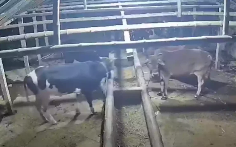 Rising Cumilla - Cow CCTV