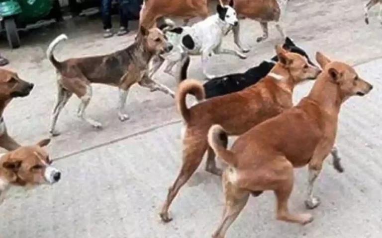 Rising Cumilla - Cow