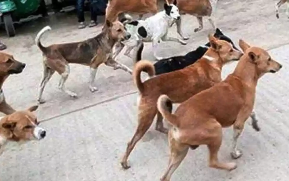 Rising Cumilla - Cow