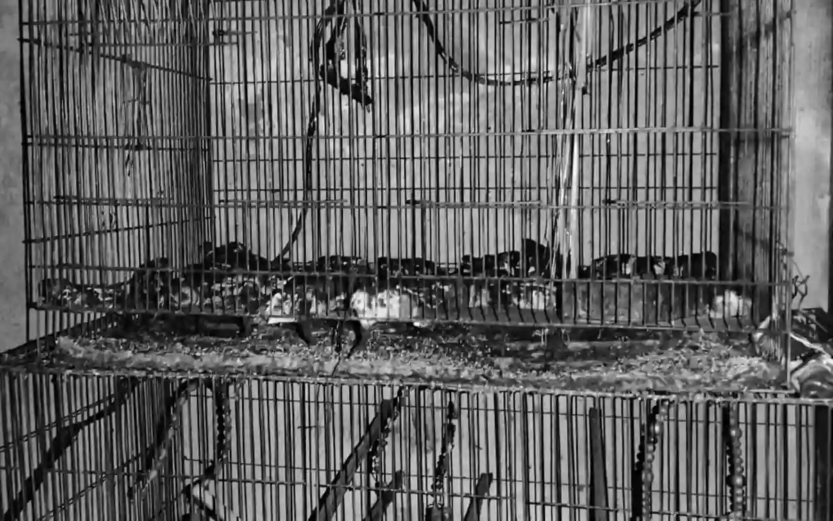 Fire breaks out at bird shop in Jhenaidah, hundreds of birds burnt