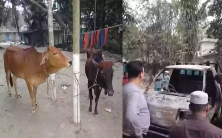 Locals burn pickup van after gang of thieves steal cows after losing their way