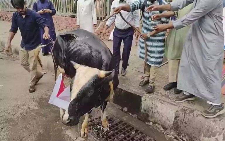 Shahbagi cows are being bathed - mass iftar in the evening